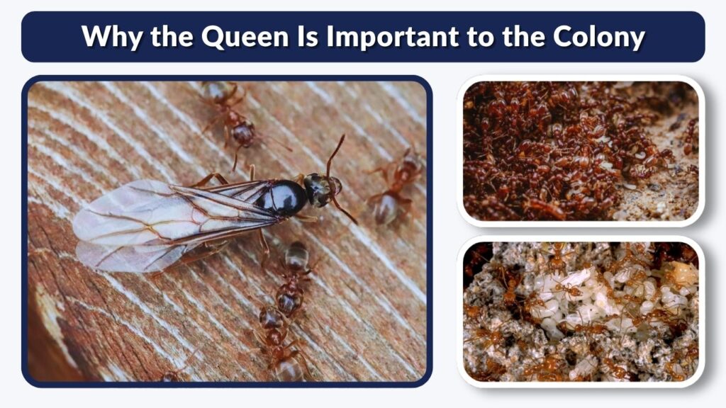 Why the Queen Is Important to the Colony