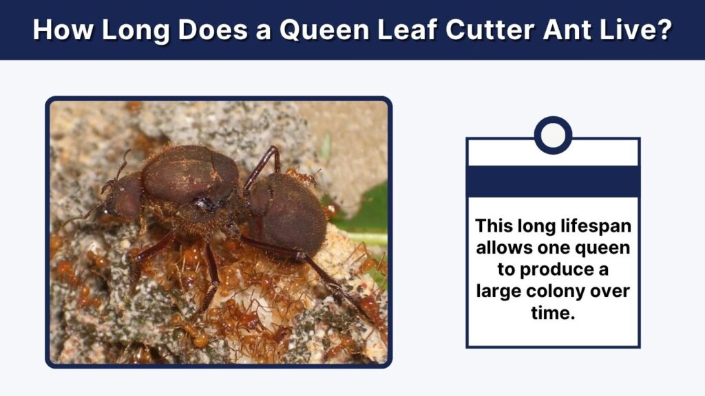 How Long Does a Queen Leaf Cutter Ant Live?