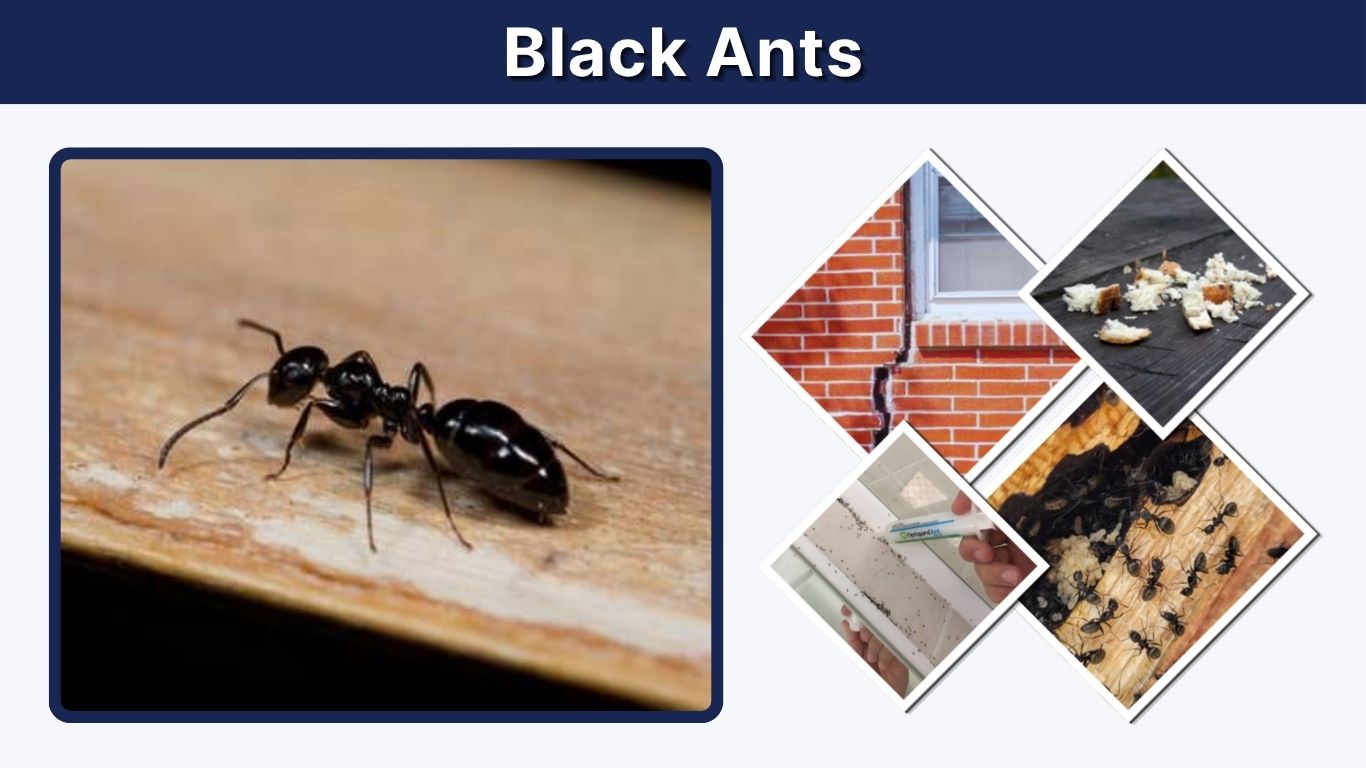Black Ants: Identification, Bites, Risks and Removal Tips