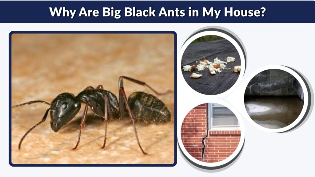Why Are Big Black Ants in My House?