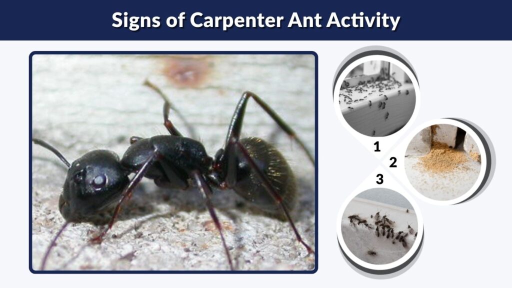 Signs of Carpenter Ant Activity