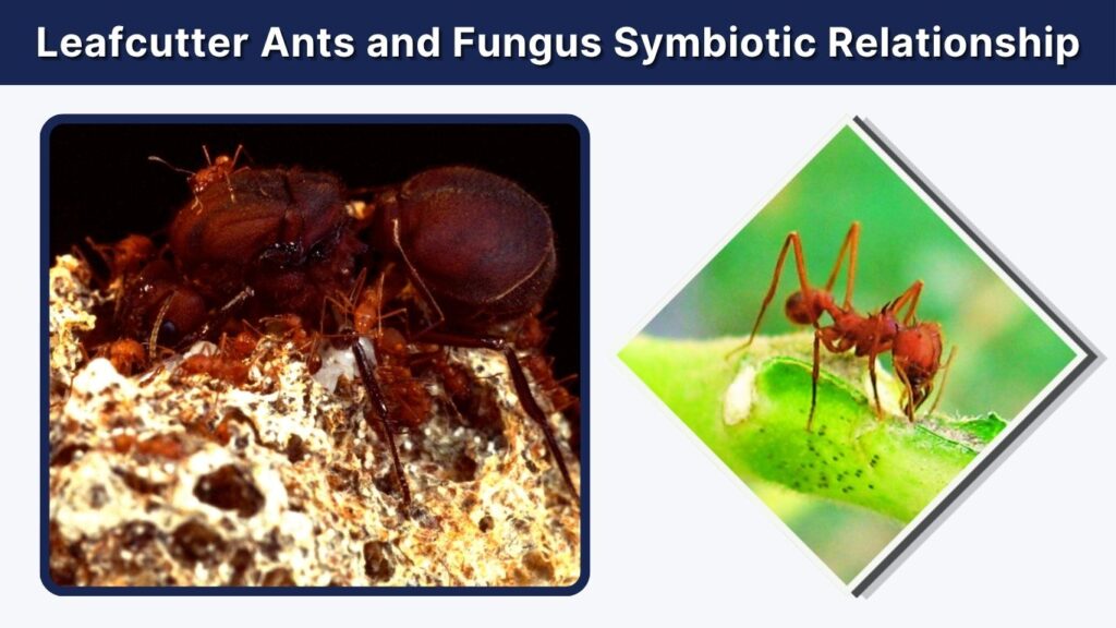 Leafcutter Ants and Fungus Symbiotic Relationship