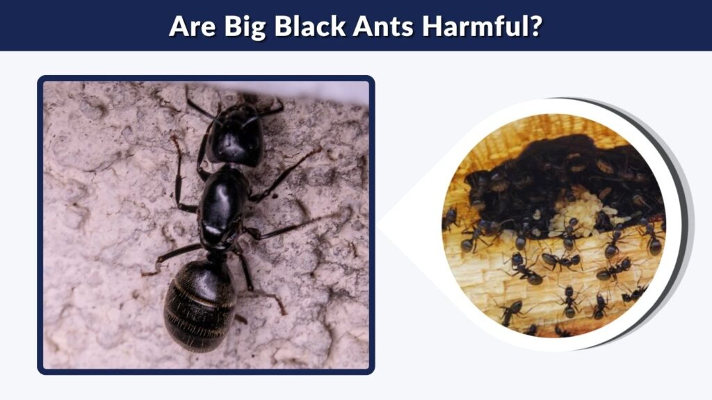 Are Big Black Ants Harmful?