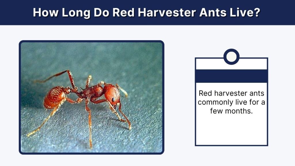 How Long Do Red Harvester Ants Live?