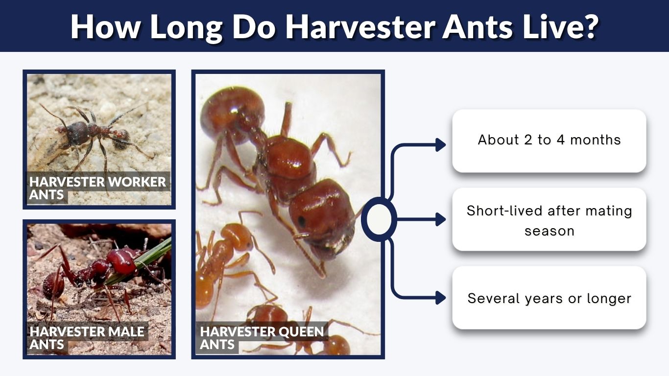 How Long Do Harvester Ants Live? Lifespan Guide