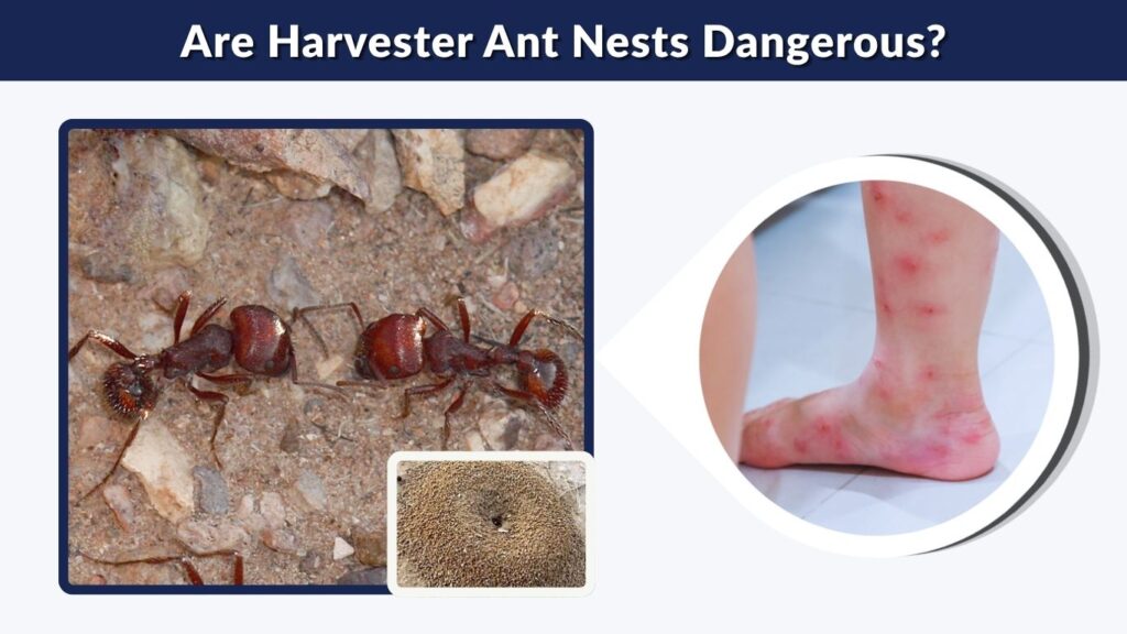 Are Harvester Ant Nests Dangerous?