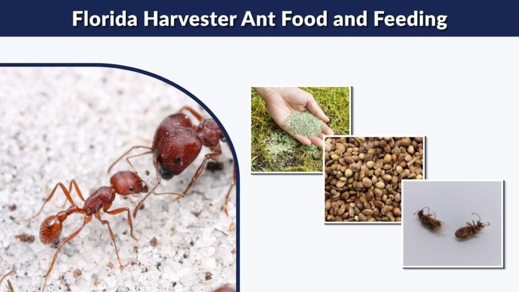 Florida Harvester Ant Food and Feeding