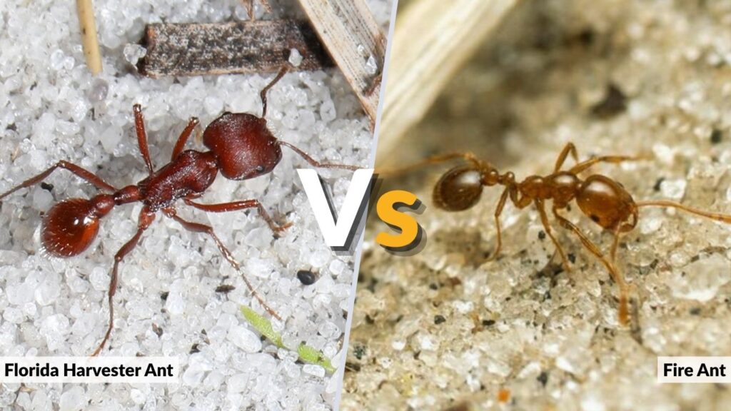 Florida Harvester Ant vs Fire Ant