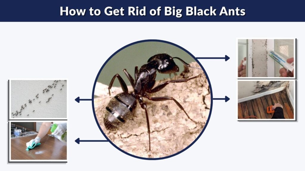 How to Get Rid of Big Black Ants