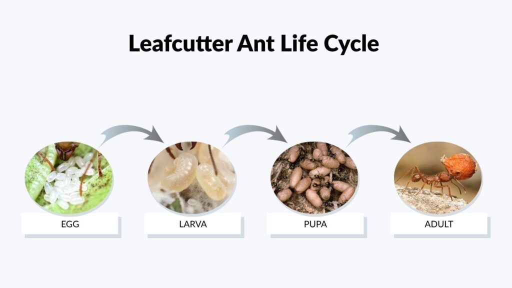 Leafcutter Ant Life Cycle