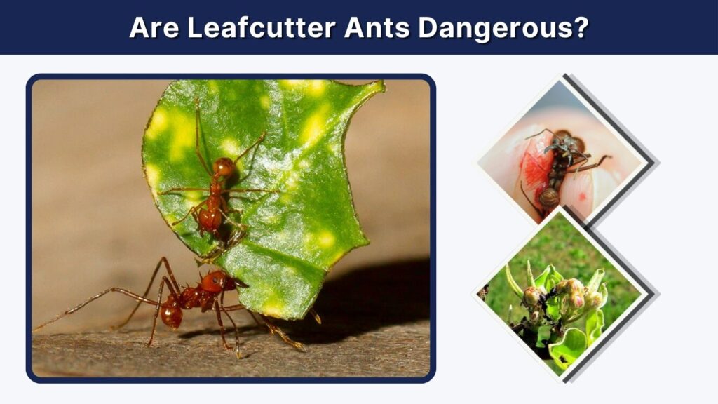 Are Leafcutter Ants Dangerous?