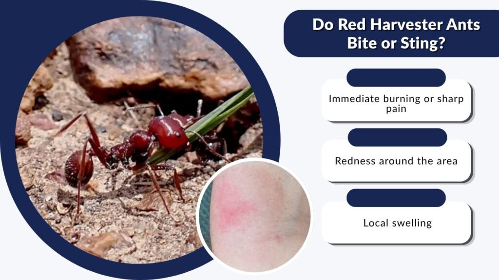 Do Red Harvester Ants Bite or Sting?