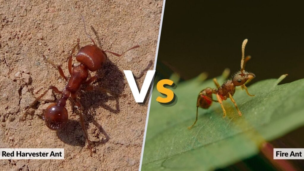 Red Harvester Ant vs Fire Ant