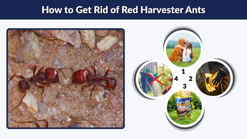 How to Get Rid of Red Harvester Ants