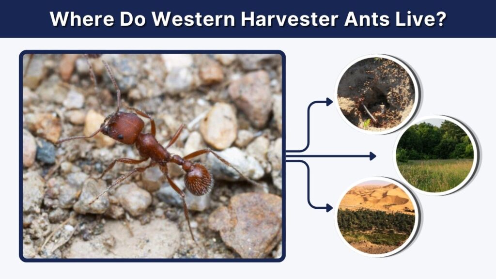 Where Do Western Harvester Ants Live?