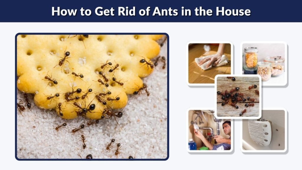 How to Get Rid of Ants in the House