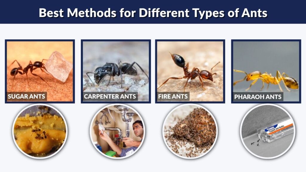 Best Methods for Different Types of Ants