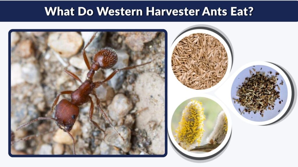 What Do Western Harvester Ants Eat?