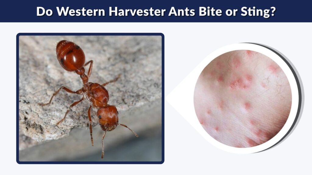 Do Western Harvester Ants Bite or Sting?