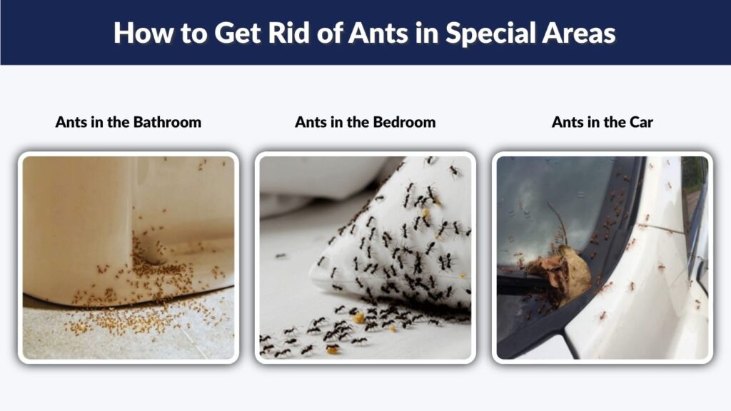 How to Get Rid of Ants in Special Areas