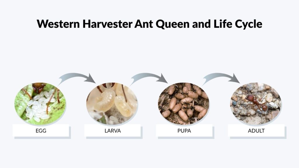 Western Harvester Ant Queen and Life Cycle