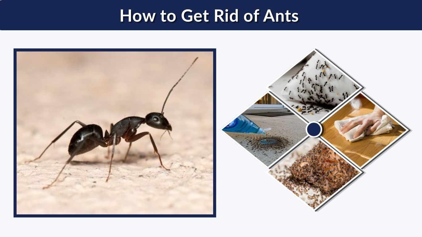 How to Get Rid of Ants Quickly and Permanently