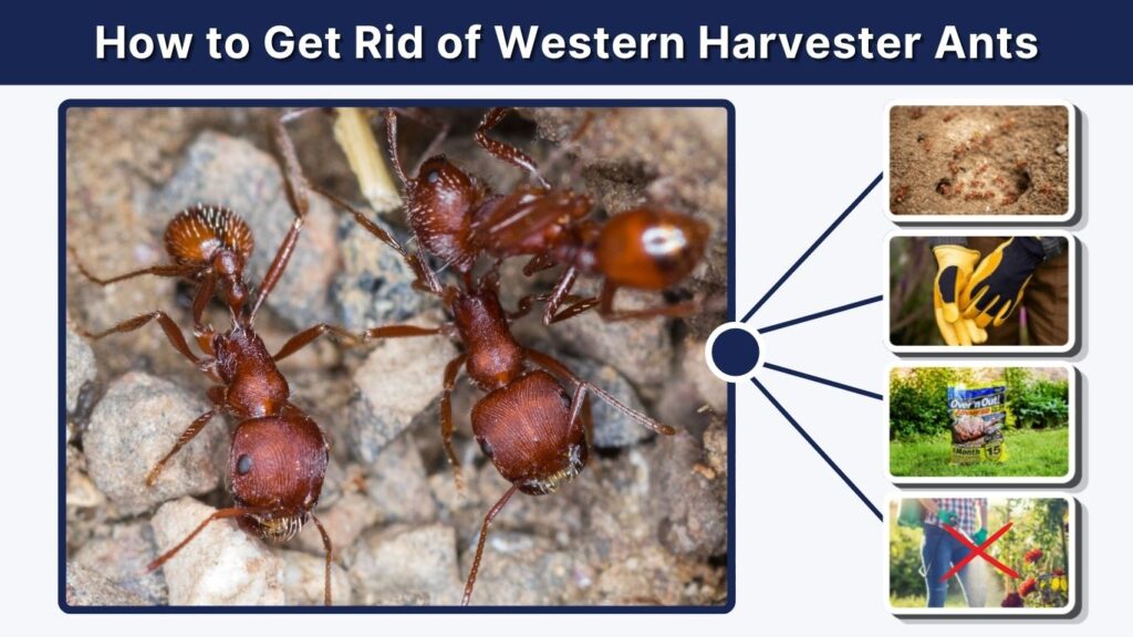 How to Get Rid of Western Harvester Ants