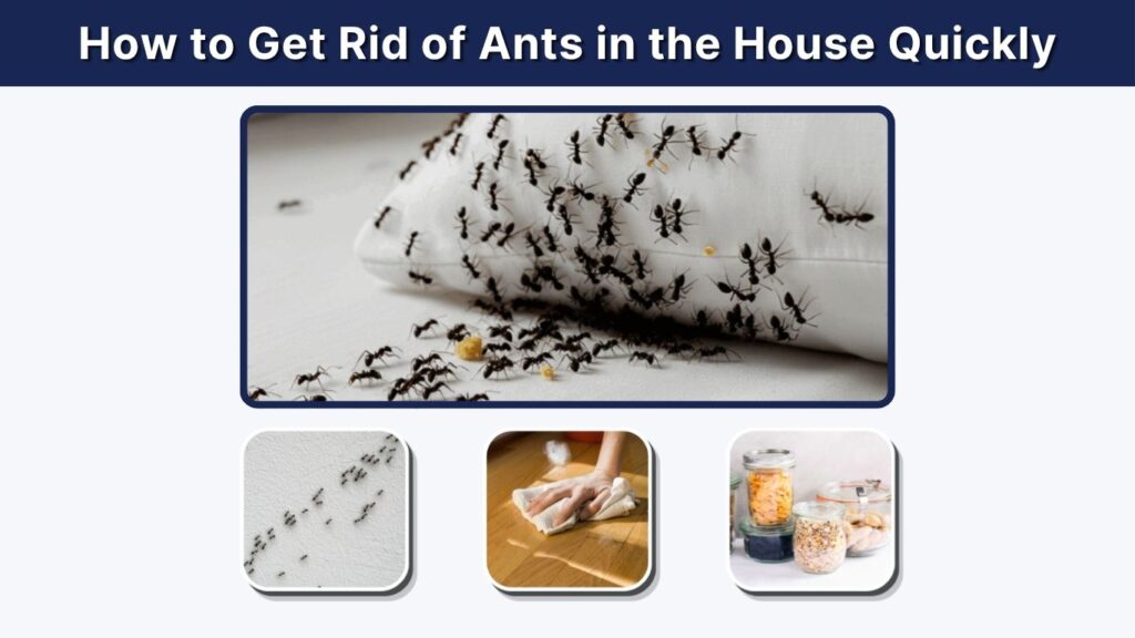 How to Get Rid of Ants in the House Quickly