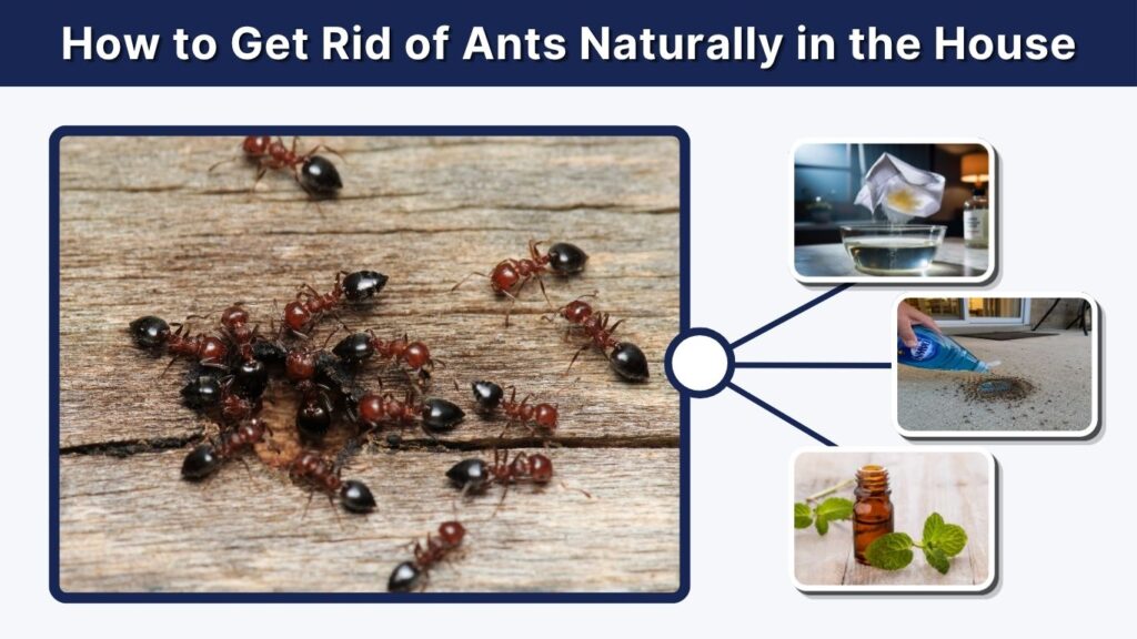 How to Get Rid of Ants Naturally in the House