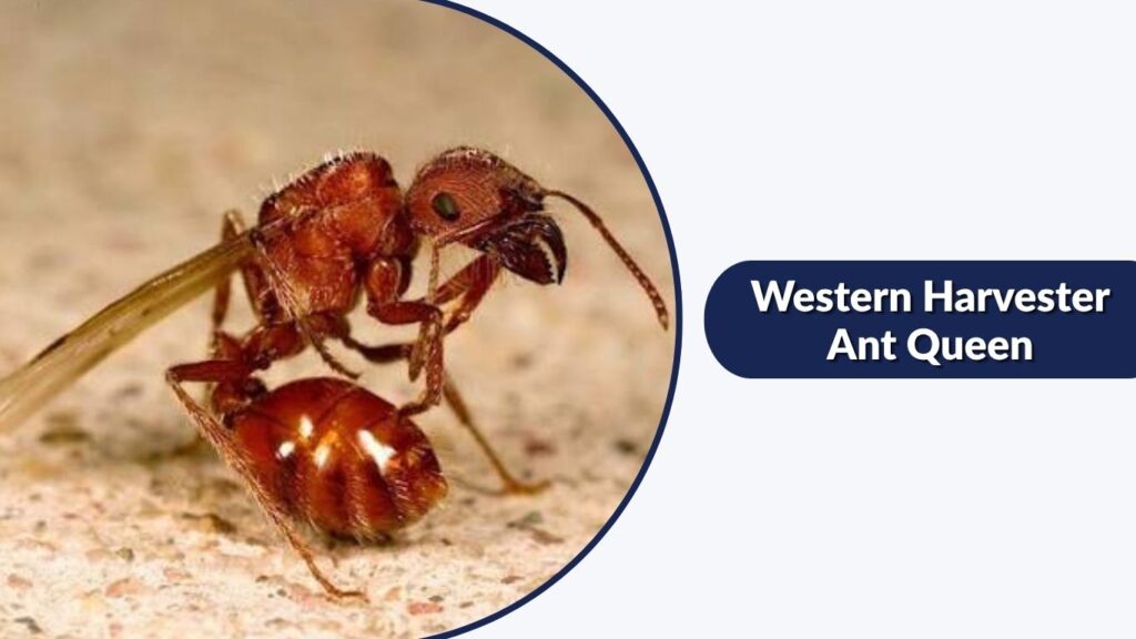 Western Harvester Ant Queen