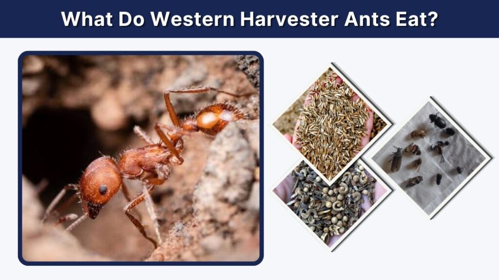 What Do Western Harvester Ants Eat?