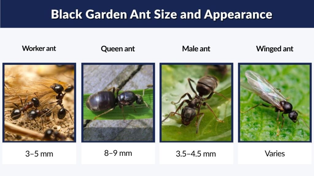 Black Garden Ant Size and Appearance