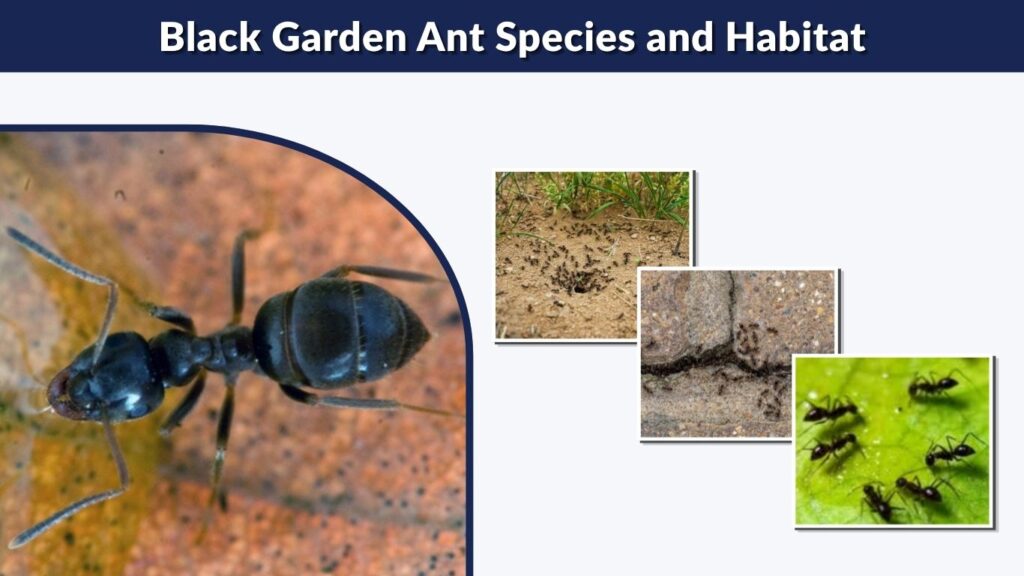 Black Garden Ant Species and Habitat