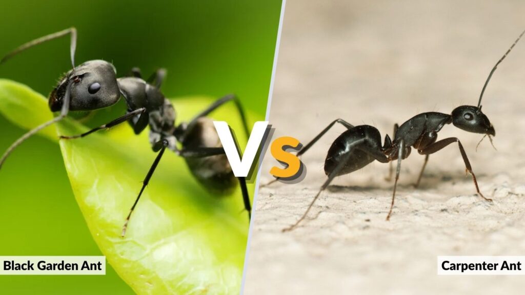 Black Garden Ant vs Carpenter Ant