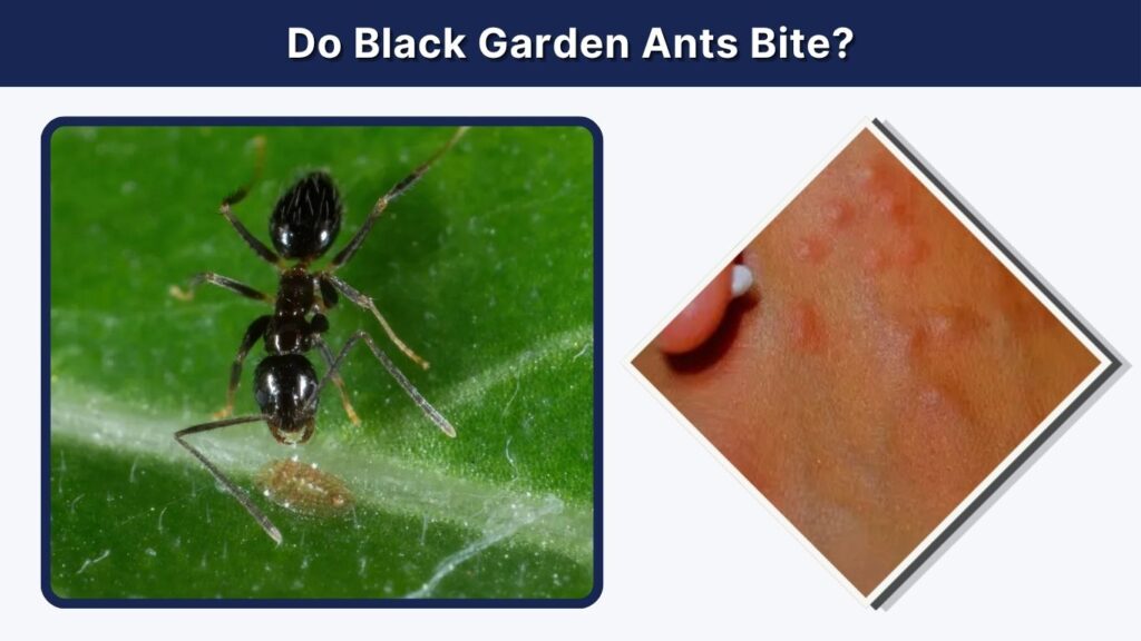 Do Black Garden Ants Bite?
