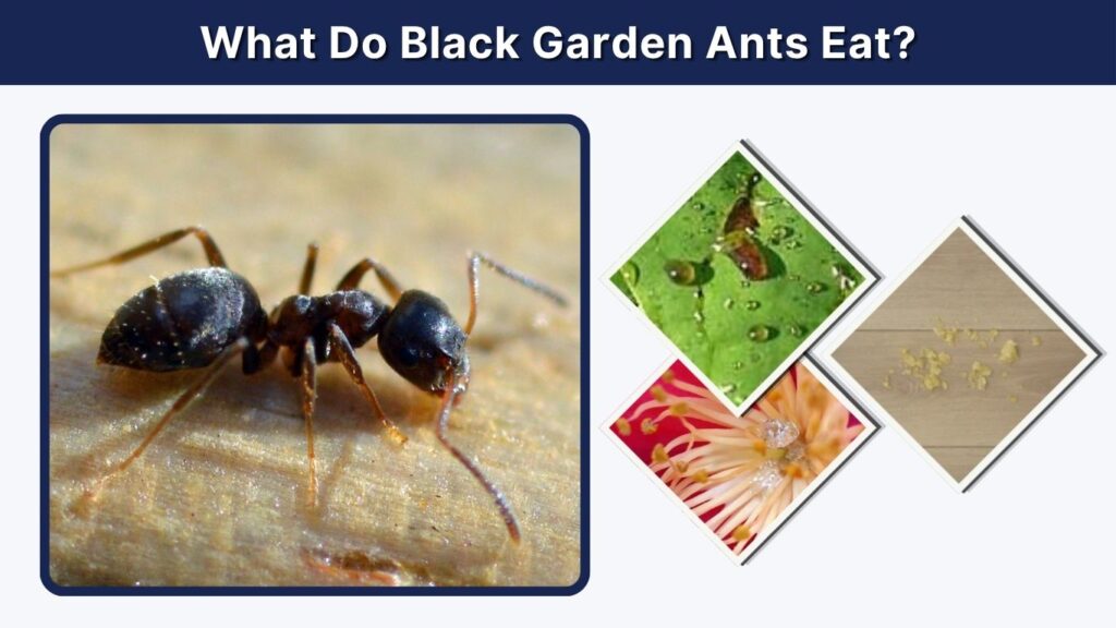 What Do Black Garden Ants Eat?