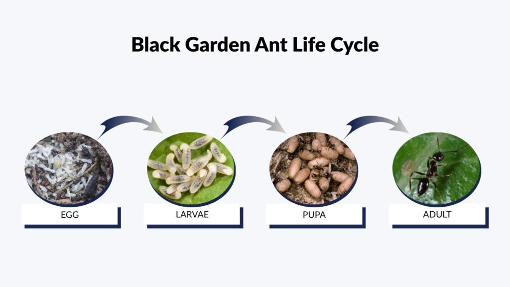 Black Garden Ant Life Cycle