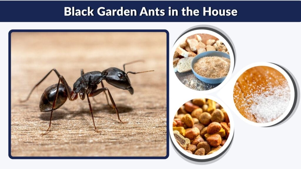 Black Garden Ants in the House