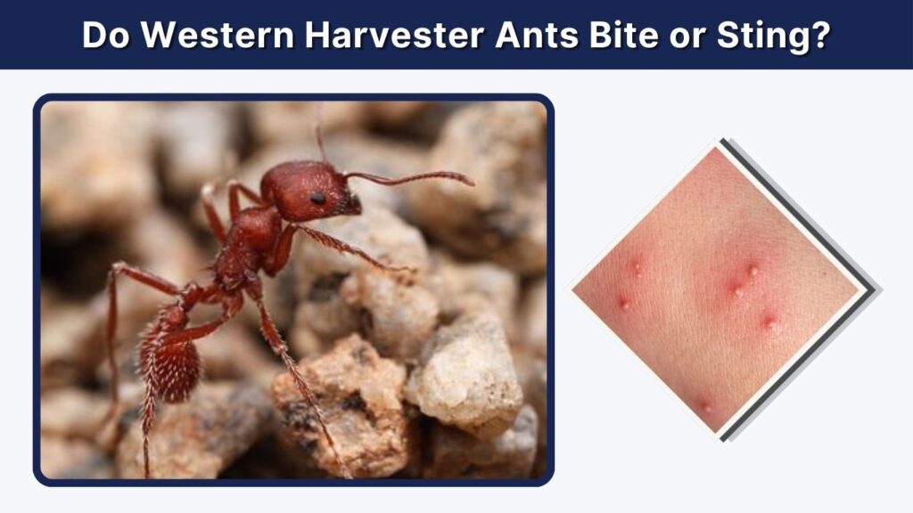 Do Western Harvester Ants Bite or Sting?