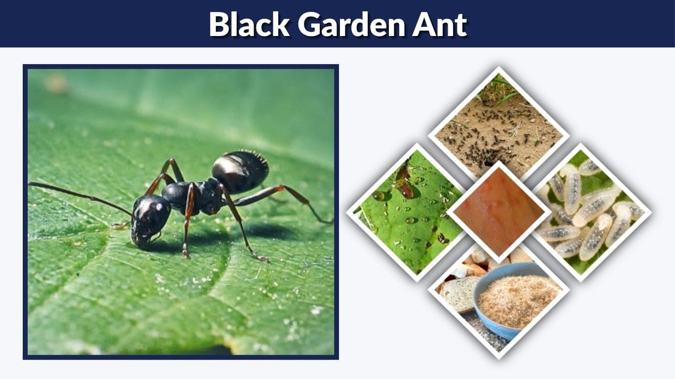 Black Garden Ant: Facts, Bites, Size and Control Tips