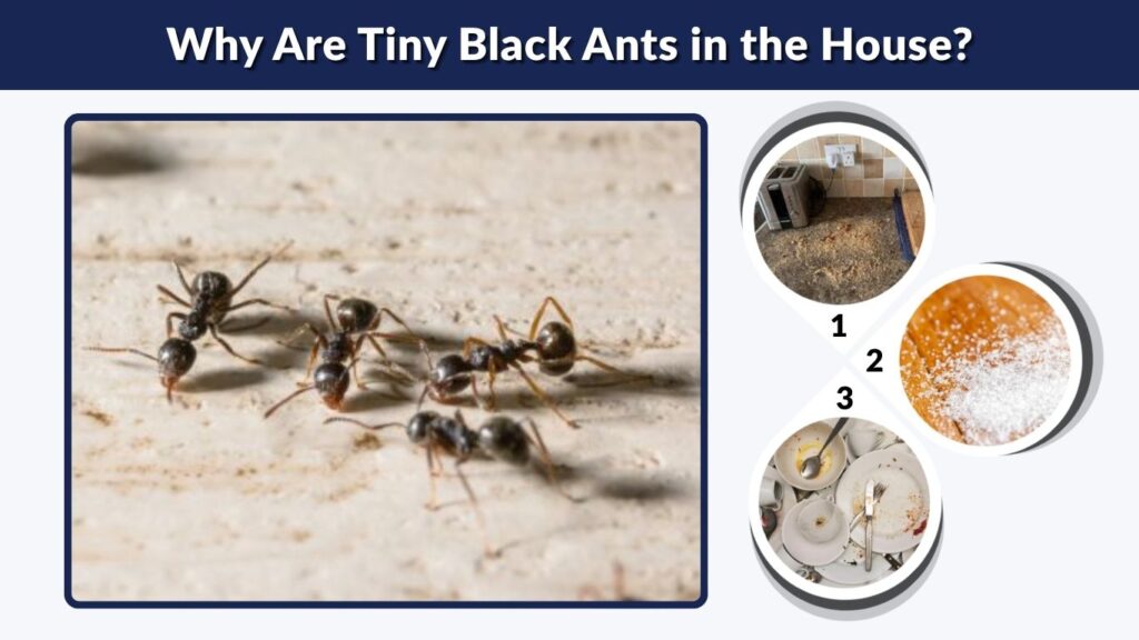Why Are Tiny Black Ants in the House?