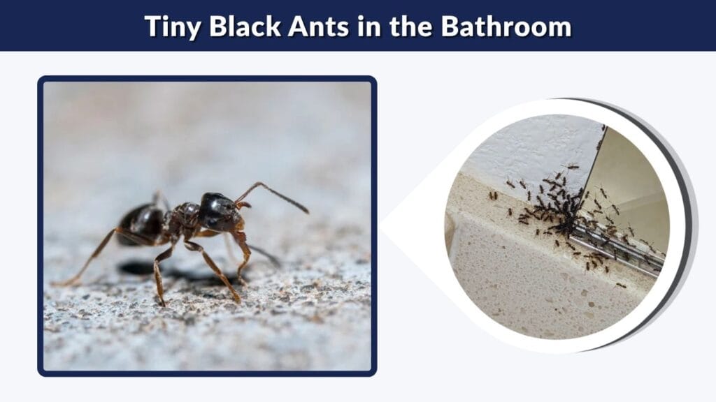 Tiny Black Ants in the Bathroom