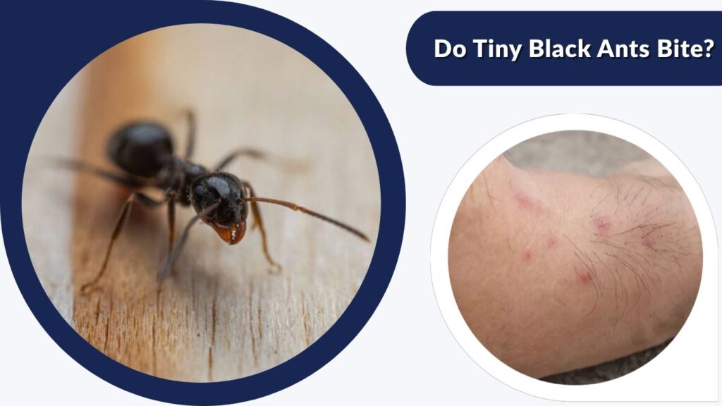 Do Tiny Black Ants Bite?