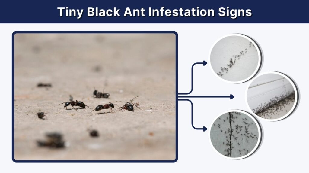 Tiny Black Ant Infestation Signs