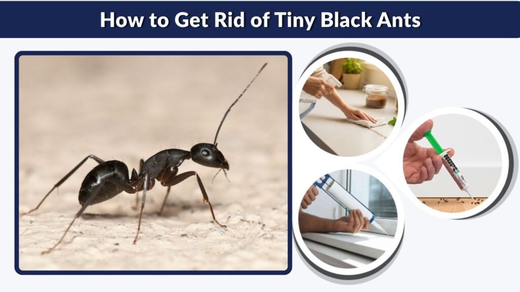 How to Get Rid of Tiny Black Ants