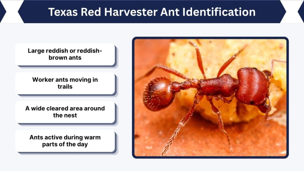 Texas Red Harvester Ant Identification