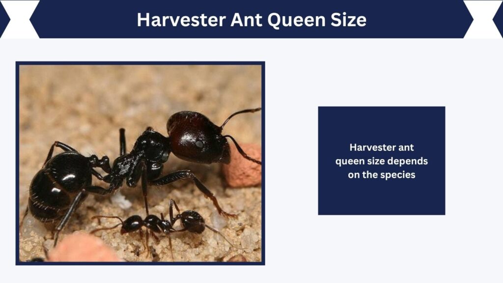 Harvester Ant Queen Size