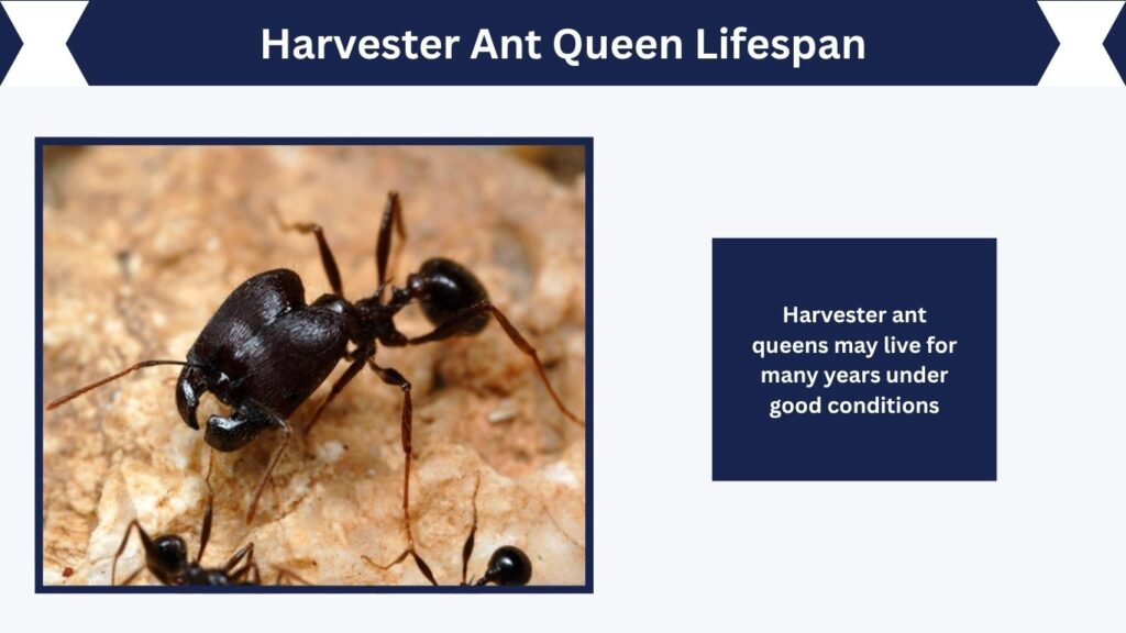 Harvester Ant Queen Lifespan