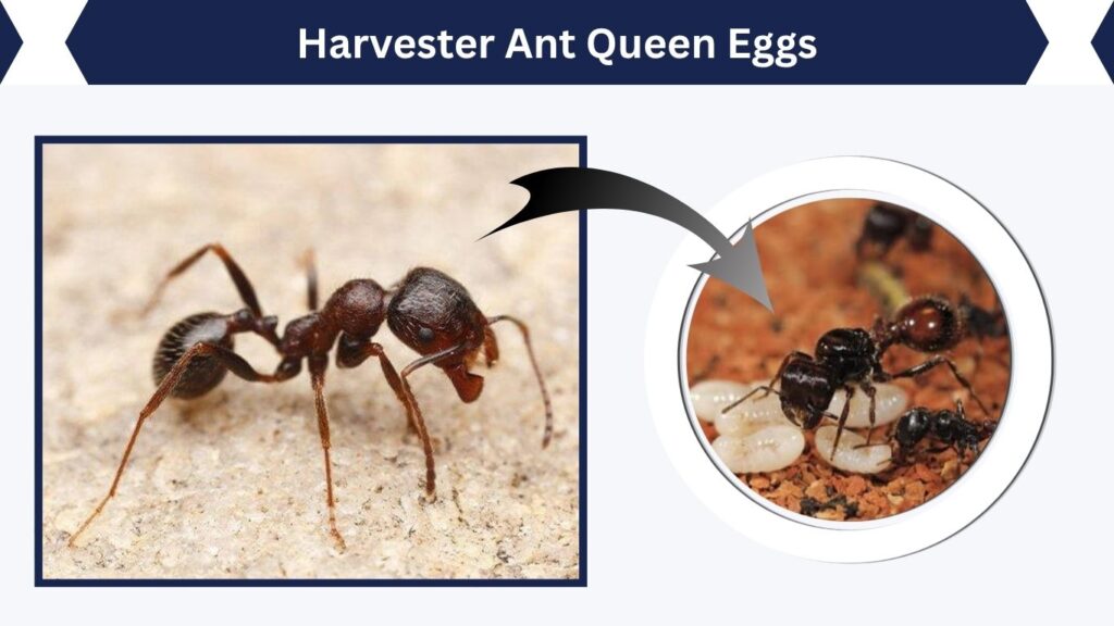 Harvester Ant Queen Eggs