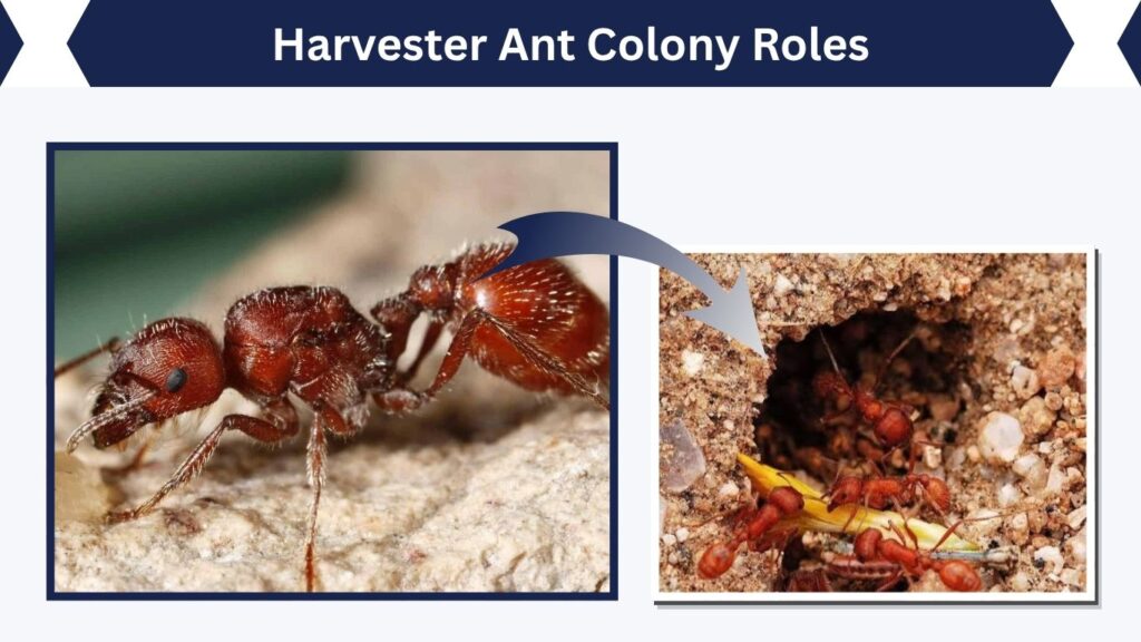 Harvester Ant Colony Roles